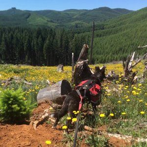 Meet your Posher, Tasha